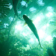 Looking up at fish under water with refections of Leaves in the trees in the surface background.